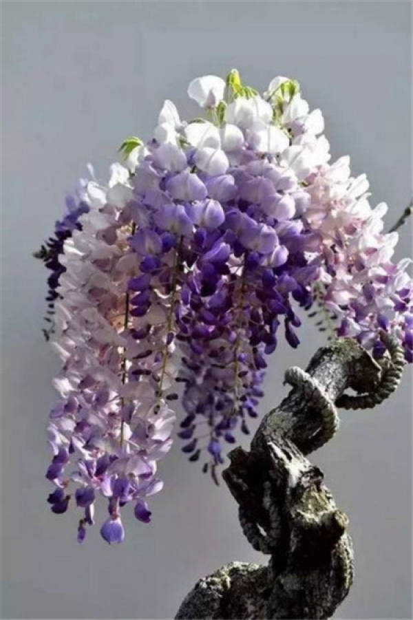 Wisteria