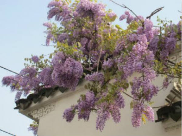 Beautiful Wisteria.