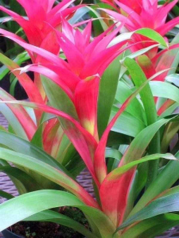Color-leaf pineapple plant