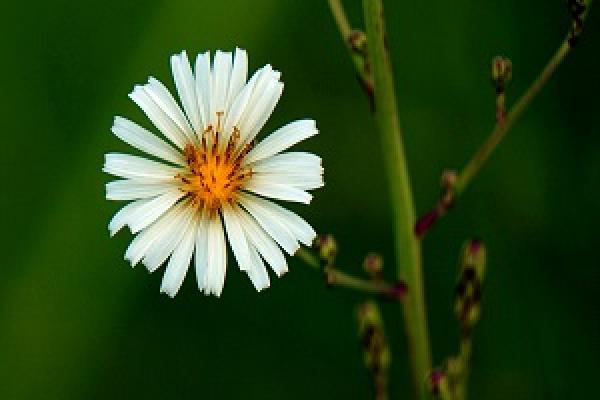 Herba Erigerontis