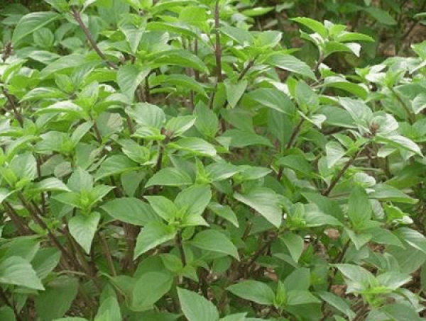 Basil