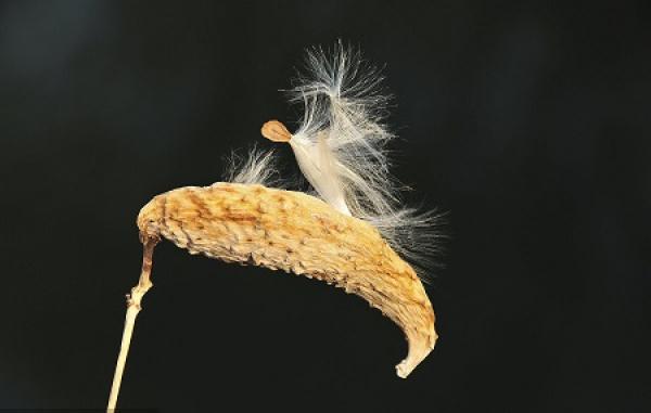 Metaplexis japonica seed