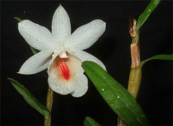 Chinese stone Dendrobium
