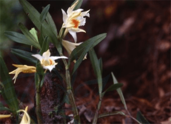 Dendrobium sinense flowering