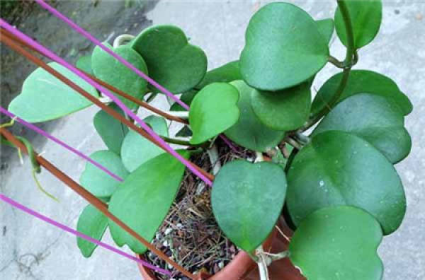 Hoya cordifolia plant