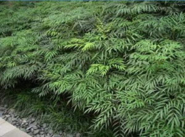 Mahonia plant