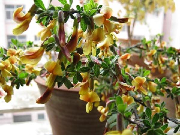 potted Caragana