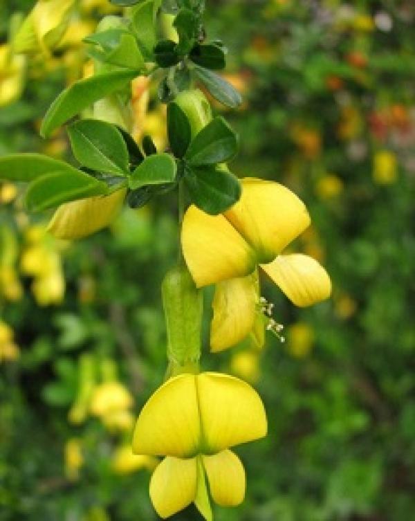 Caragana
