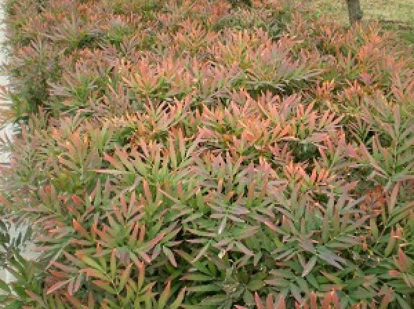Mahonia plant