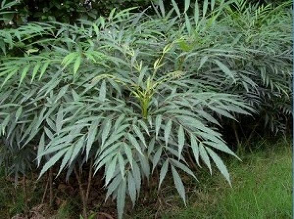 A kind of mahonia