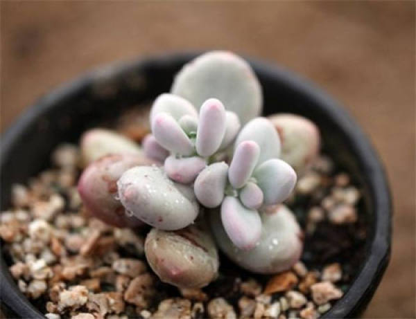 Potted peach blossom
