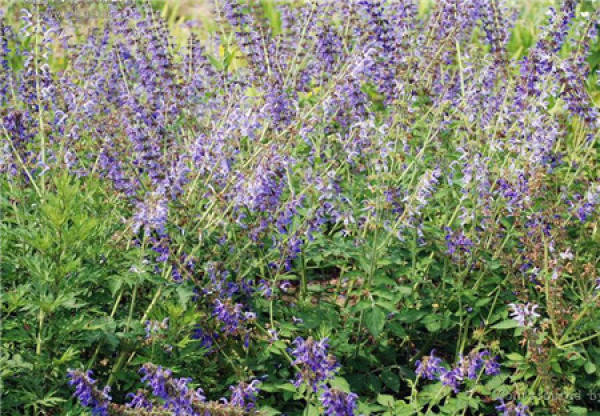 Salvia miltiorrhiza