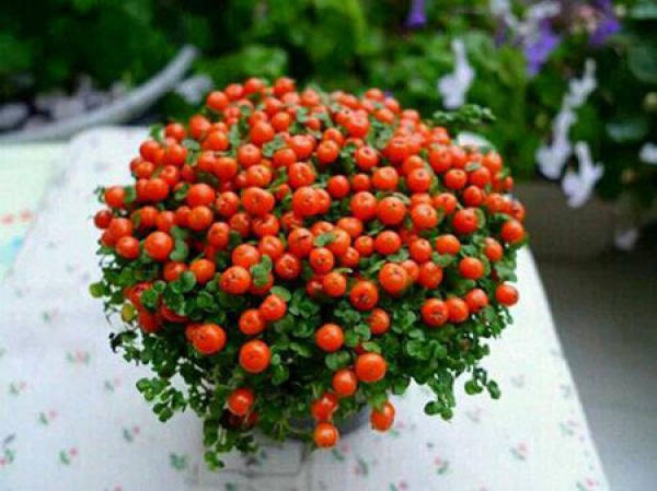 Potted Cylindrocarpon