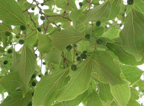 Celtis sinensis leaves