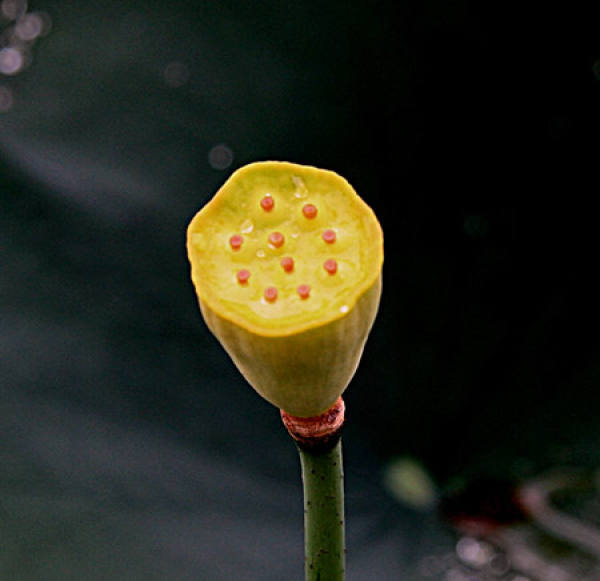 The lotus pod that greets guests