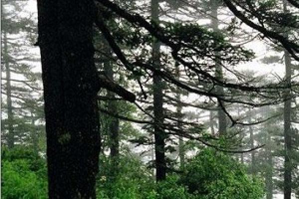 Abies nephrolepis