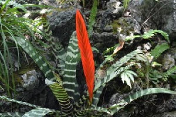 Tiger Stripe Pineapple with Unique Shape