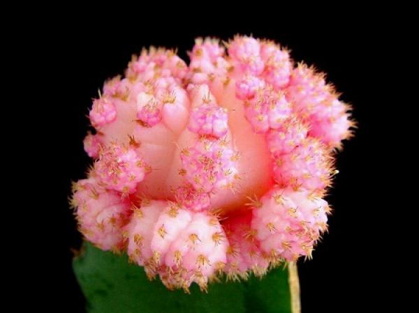 A good-looking peony
