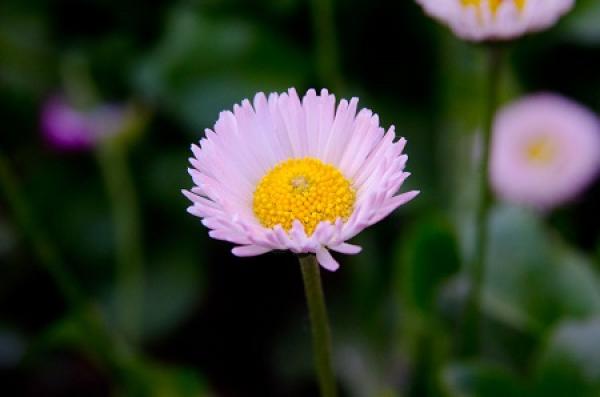 The flowers of the Dutch chrysanthemum