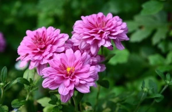 Dutch chrysanthemum