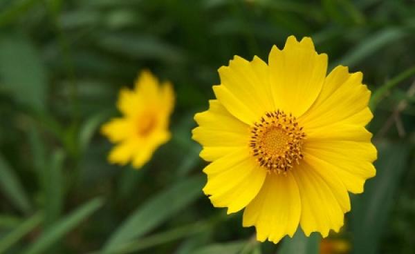 Coreopsis bloom