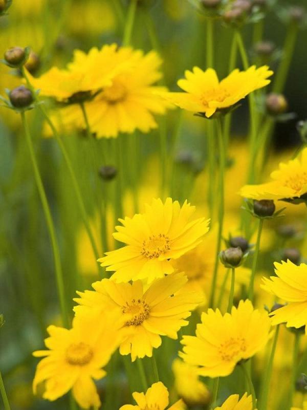 Flowers of Coreopsis