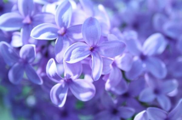 Orchid lilac