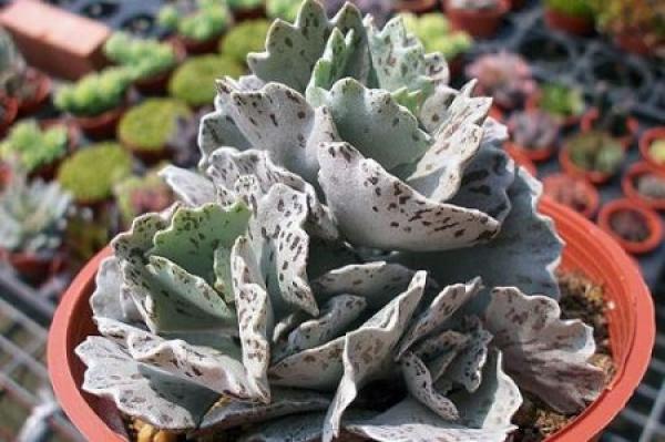 Potted fleshy sparrow fan