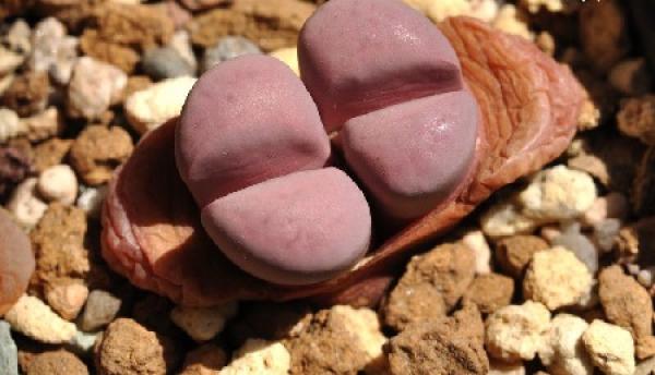Fleshy Red Inner Jade