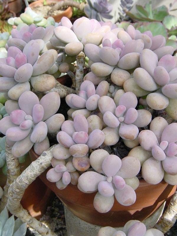 Potted peach blossom