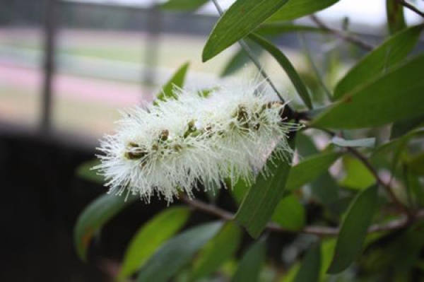 Beautiful Melaleuca