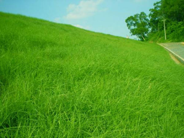 Bahia grass