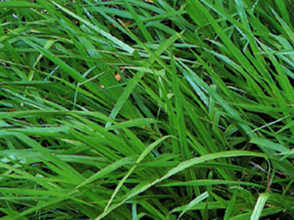 Bahia grass