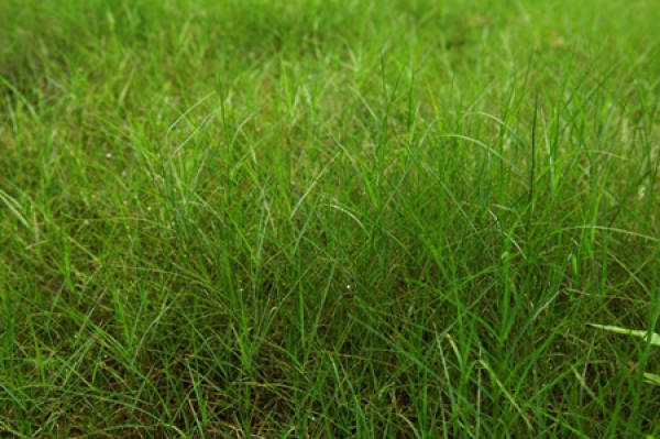 Fresh Paspalum