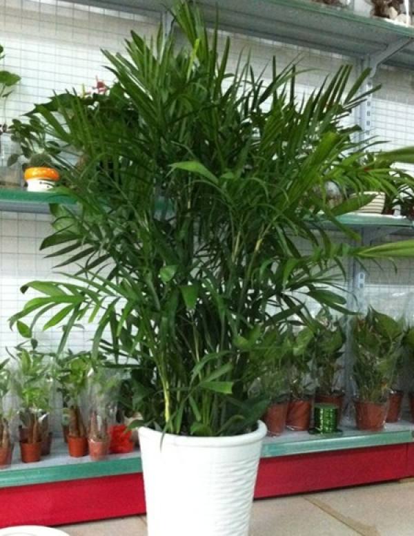 Pot Green Planting