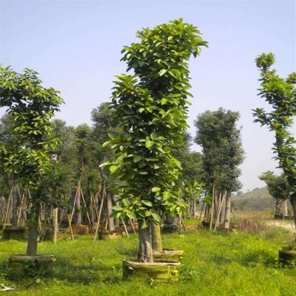 Tall and straight Ficus altissima