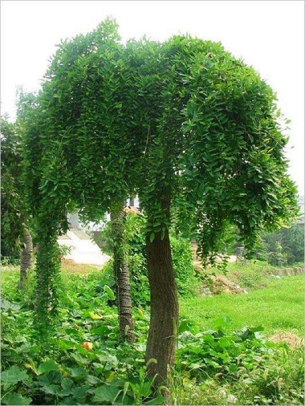Sophora japonica L. plant