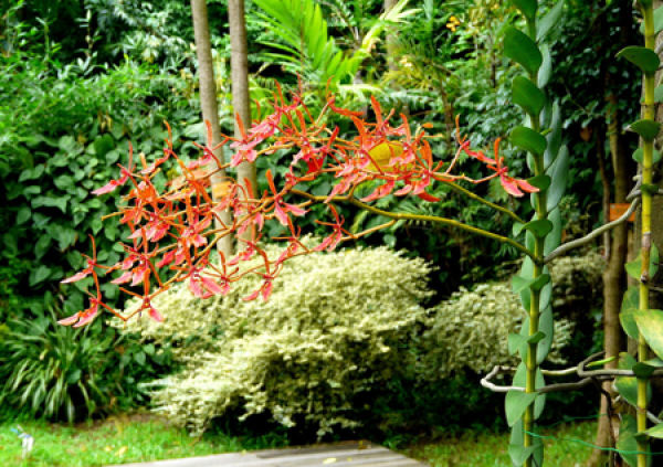 Flaming orchid plant