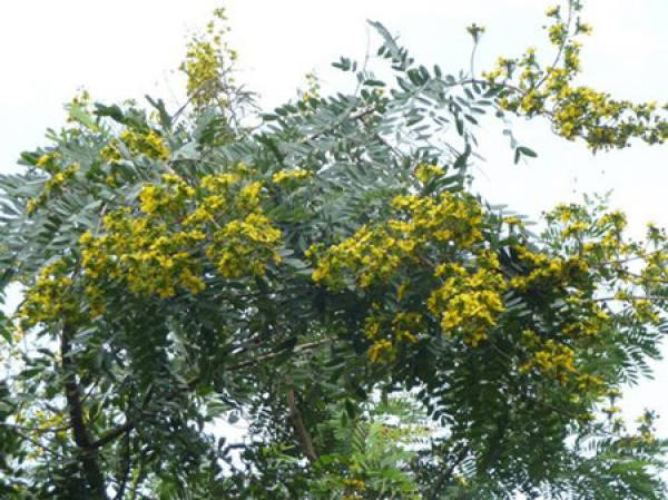 Lush cassia siamea