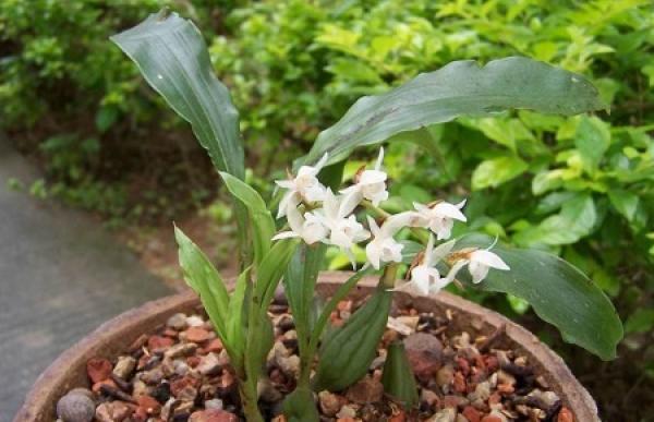 Beautiful Pholidota