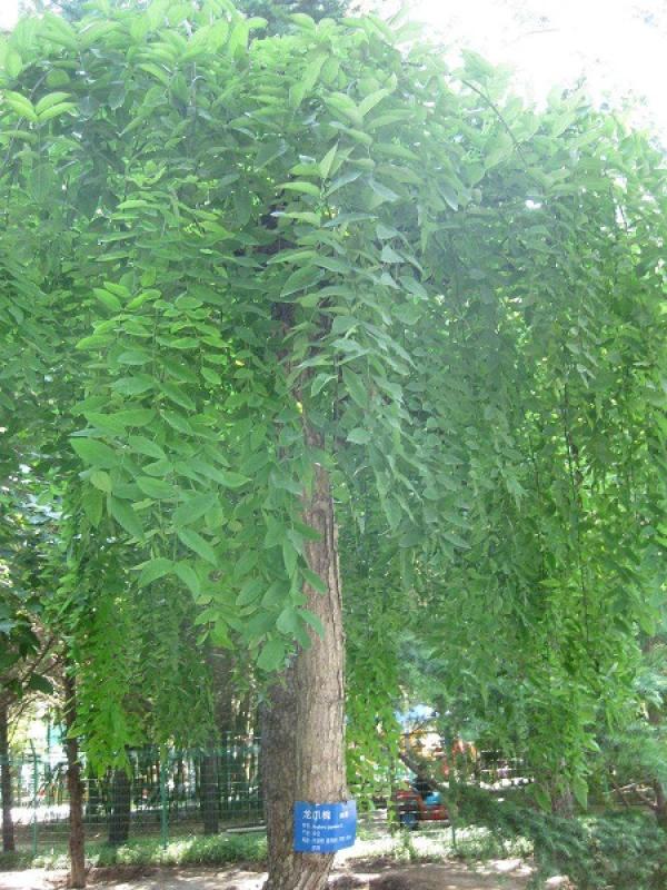Sophora japonica