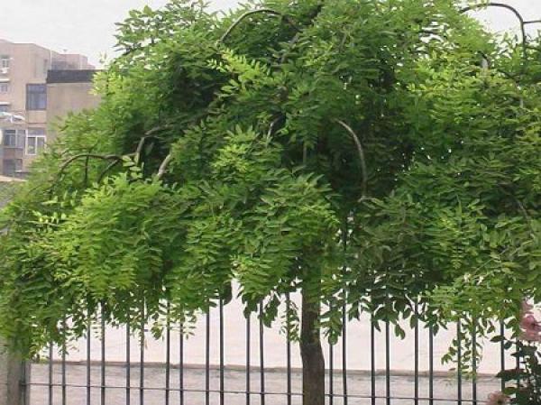 Long Zao Huai planted in the courtyard