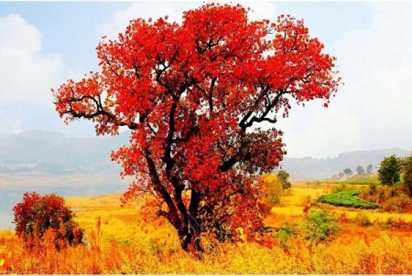 Chinese tallow tree