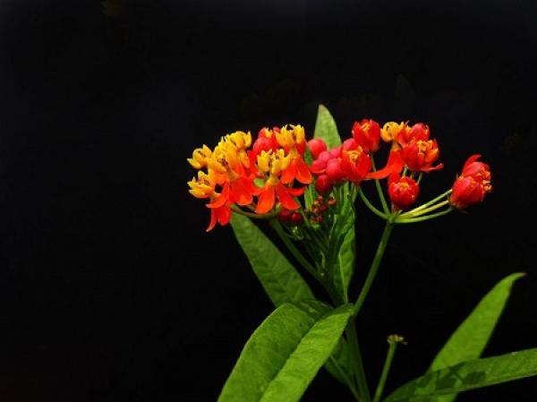 Milkweed plant