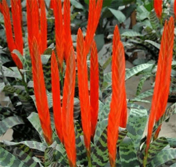 Pineapple with tiger vein