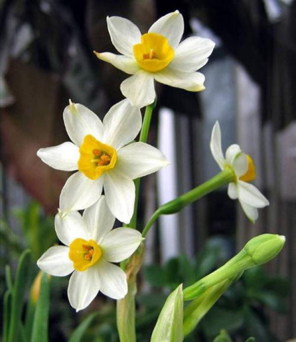 Narcissus