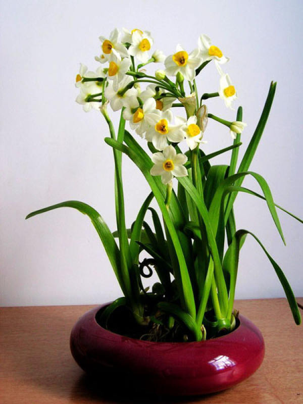 Narcissus