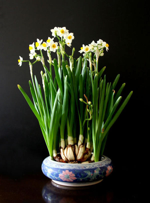 Beautiful Narcissus Bonsai