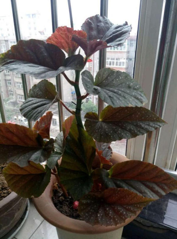 Chinese flowering crabapple
