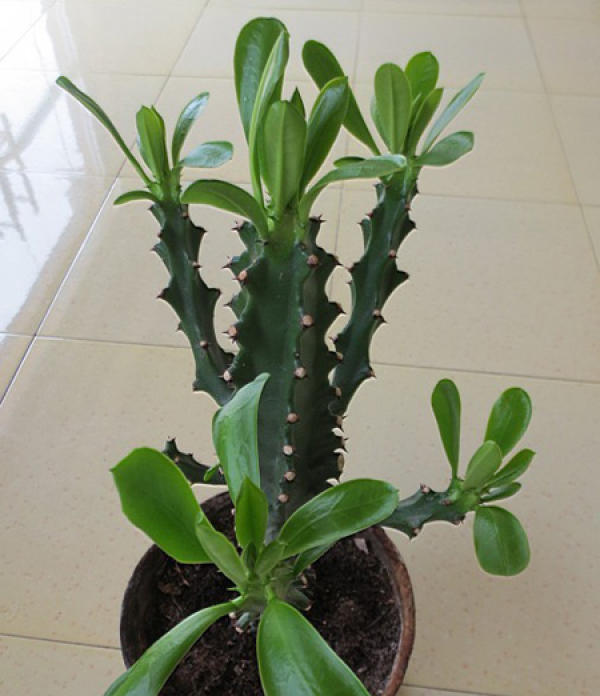 Bawangpeng plant